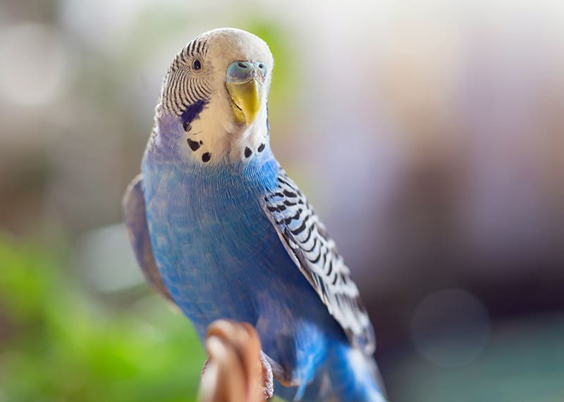 Burung Parkit