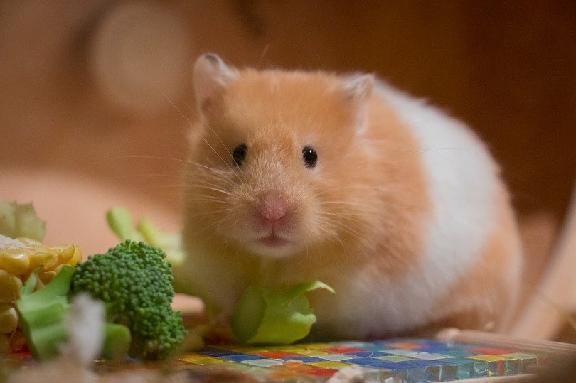 Fakta Unik Hamster
