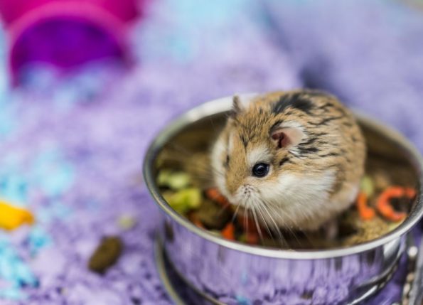 Hamster Dwarf
