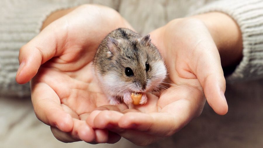 Hamster yang Menggigit