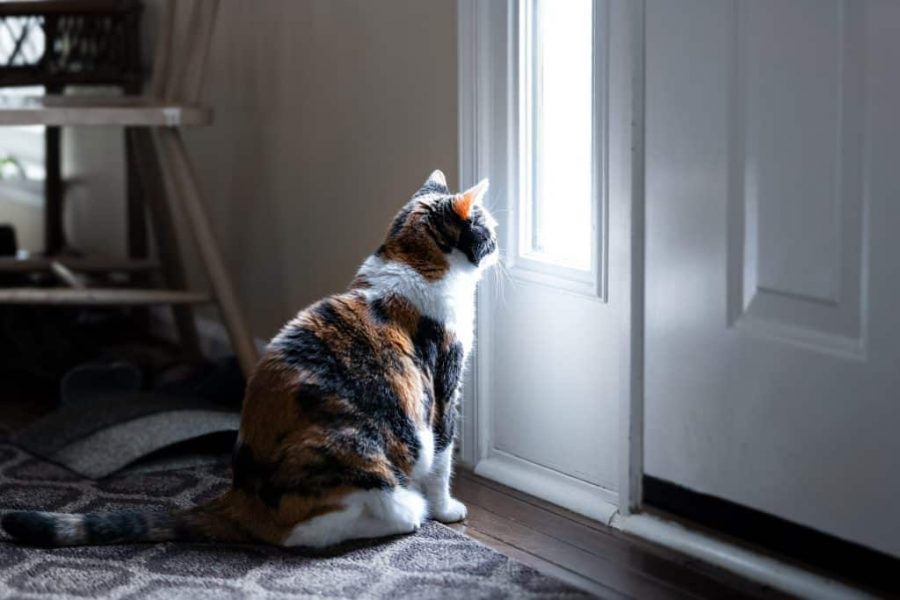Hewan Peliharaan Kucing
