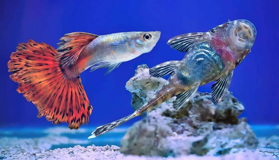 Ikan Guppy