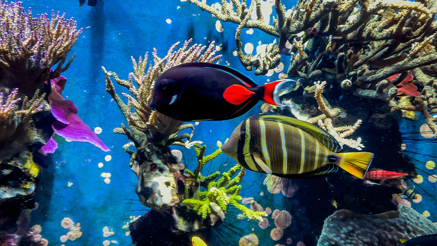Ikan Hias Air Laut