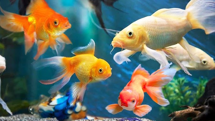 Ikan Hias Air Tawar