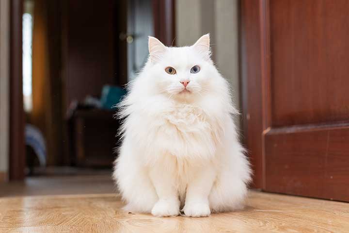 Kucing Anggora