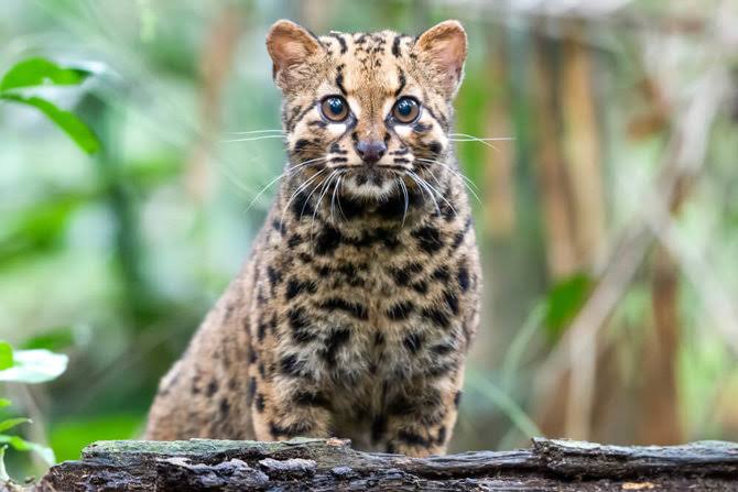 Kucing Hutan