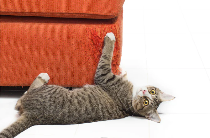 Kucing Menggaruk Sofa