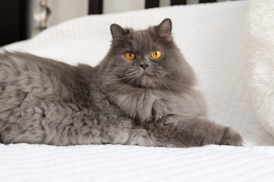 Kucing Persia