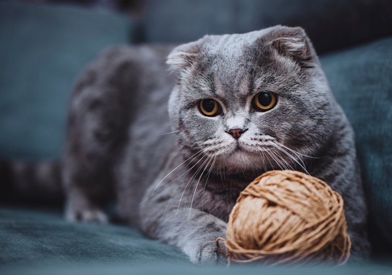 Kucing Scottish Fold