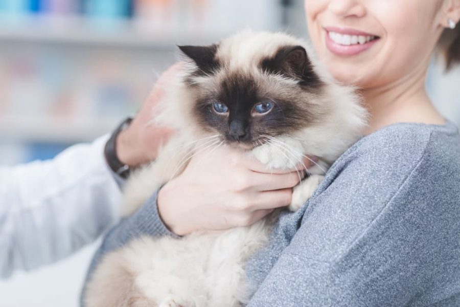 Kucing Suka Manja