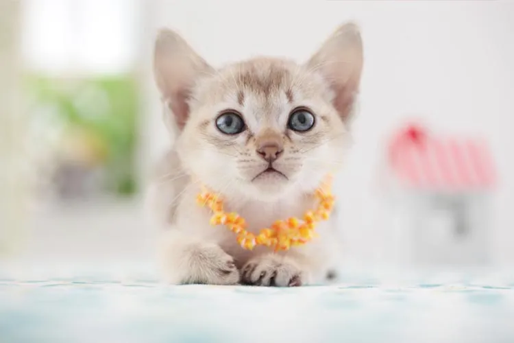 Kucing Terkecil