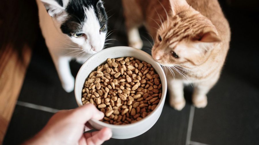 Makanan untuk Kucing