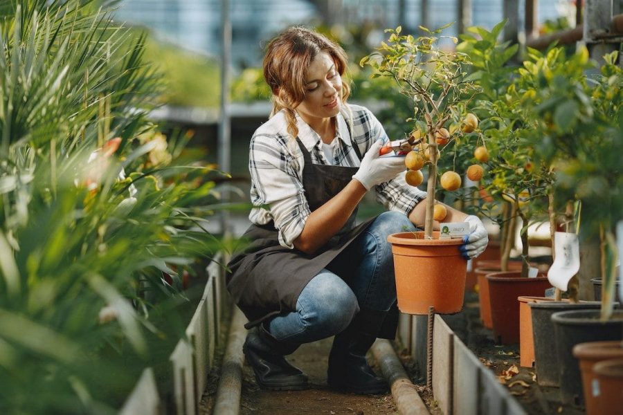 Menanam Buah di Pot
