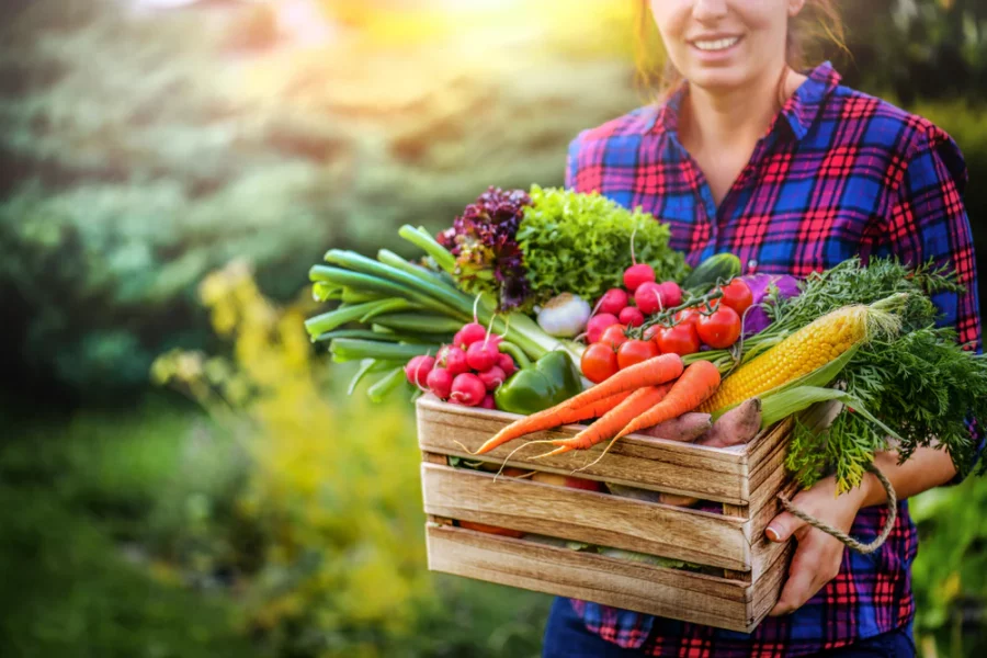 Menanam Sayur dan Buah