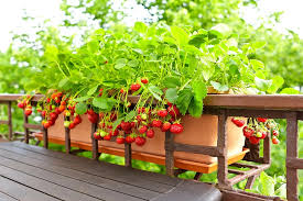 Menanam Strawberry