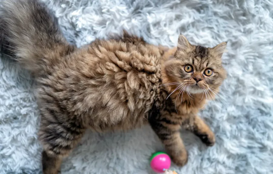 Merawat Kucing Persia