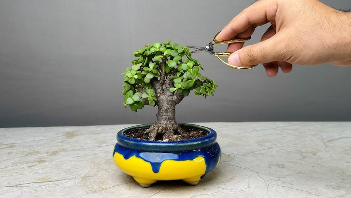 Tanaman Bonsai