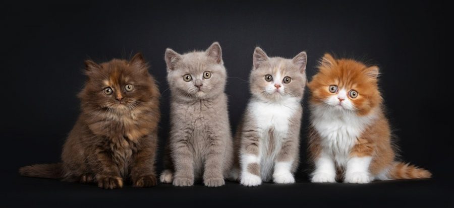 Warna Bulu Kucing