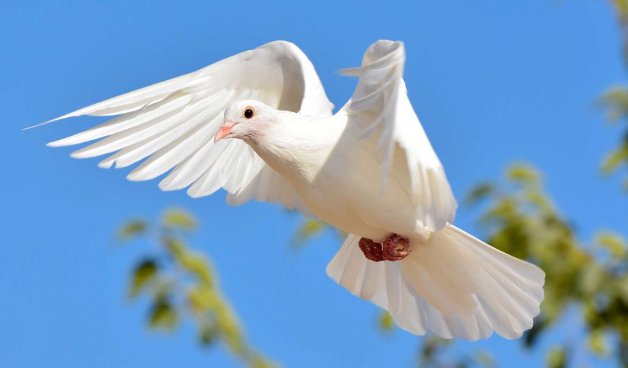 Burung Merpati