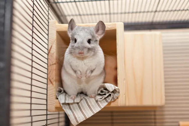 Chinchilla