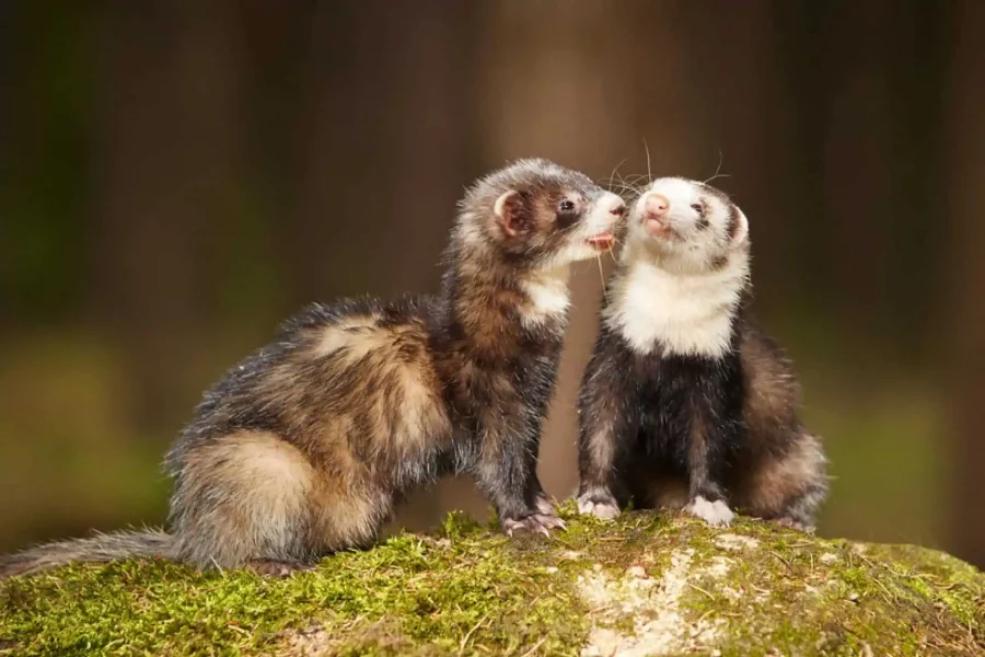 Fakta Seru Ferret