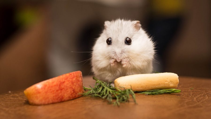 Jenis Hamster