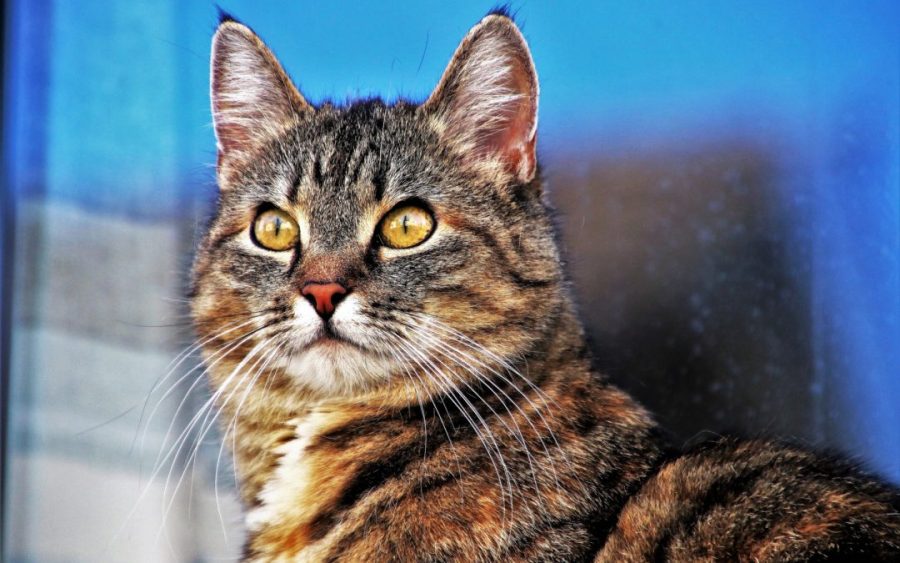 Kucing Kampung