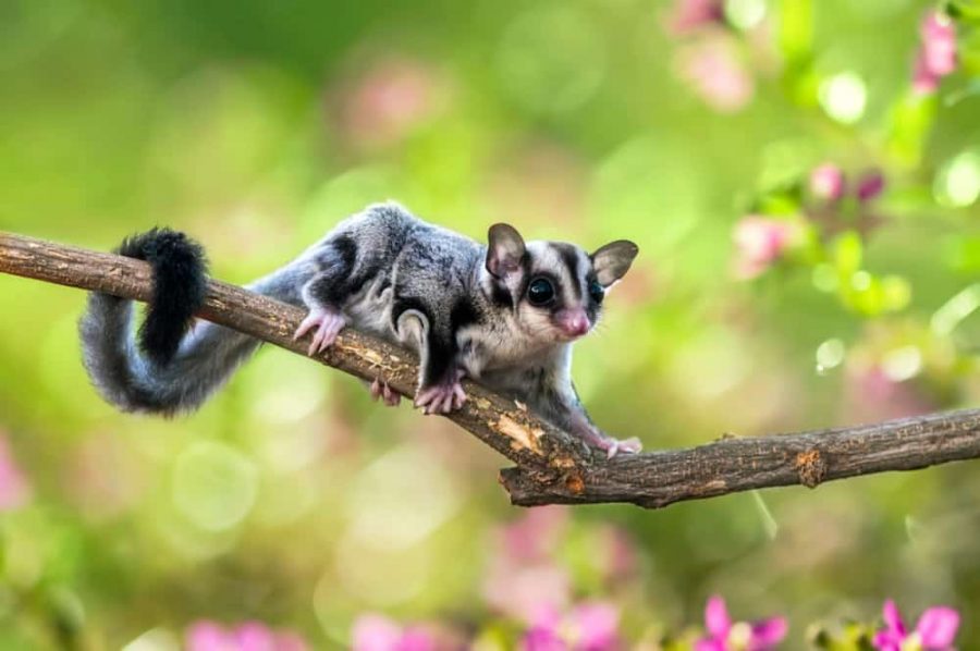 Sugar Glider