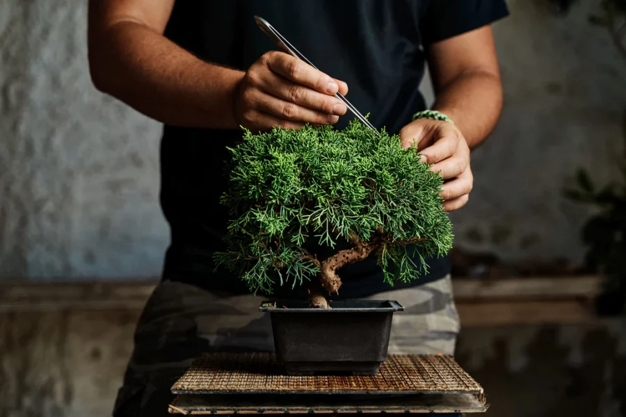 Tanaman Bonsai