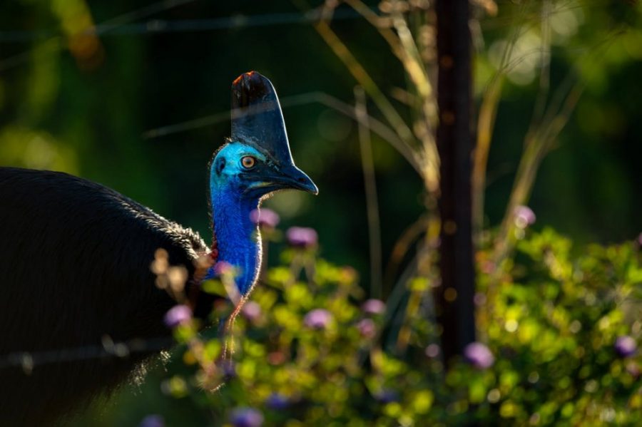 Burung Kasuari
