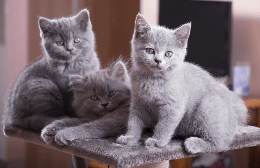 Kucing British Shorthair