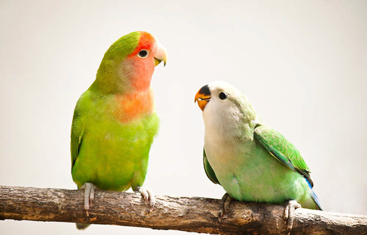 Burung Lovebird