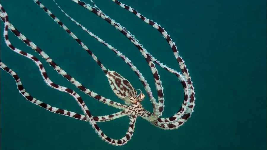 Gurita Mimic
