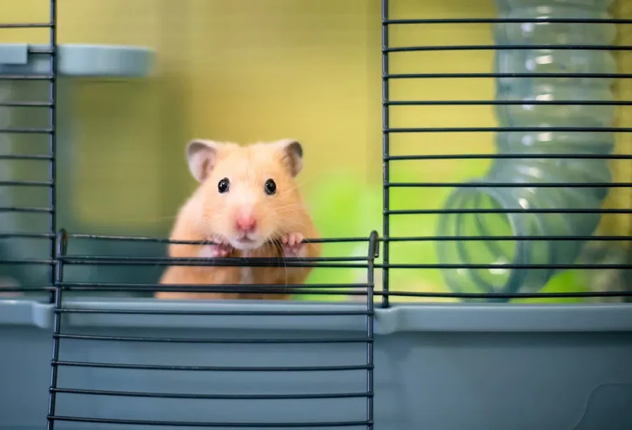 Membuat Kandang Hamster