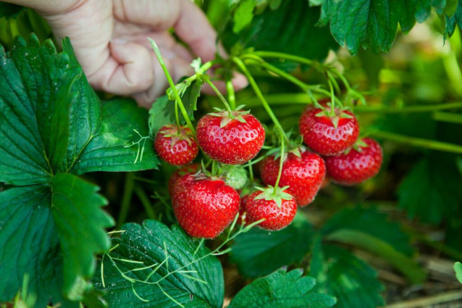 Menanam Buah Stroberi