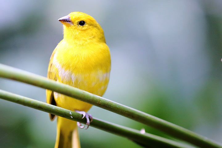Perawatan Burung Kenari