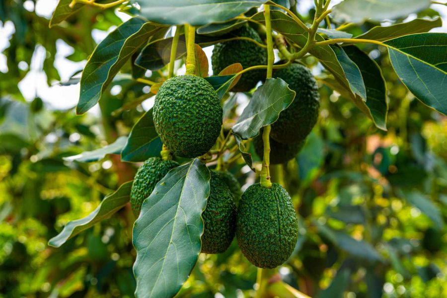 Perawatan Pohon Alpukat