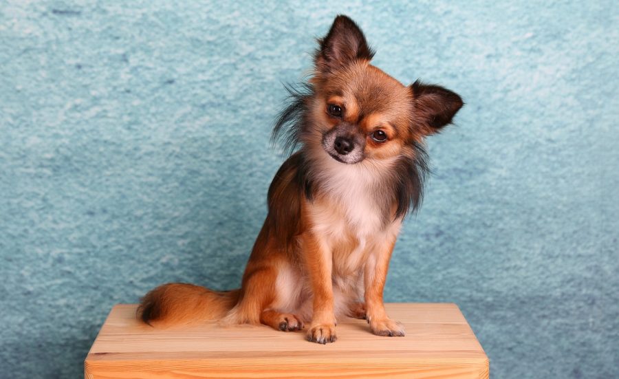 Anjing Chihuahua