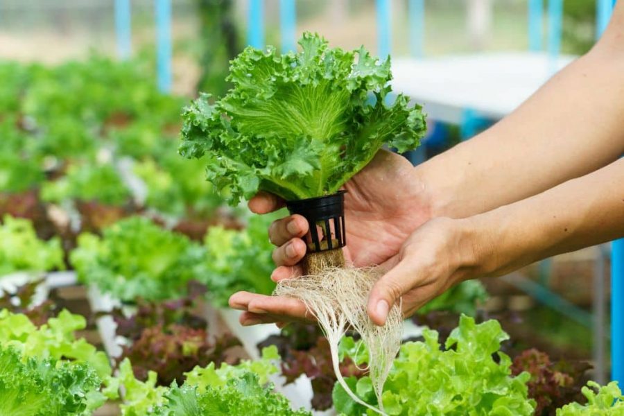Berkebun Hidroponik