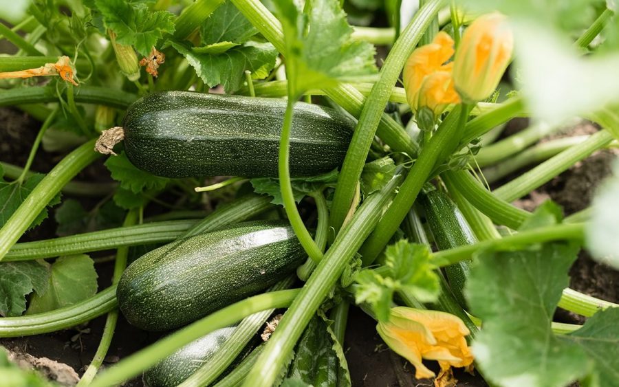 Budidaya Zucchini