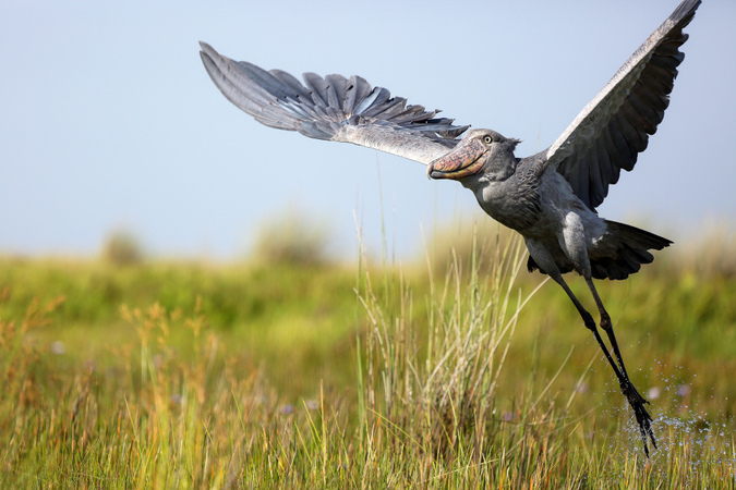 Burung Shoebill