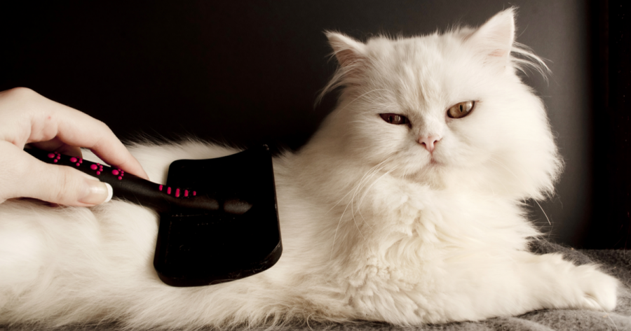 Kucing Persia