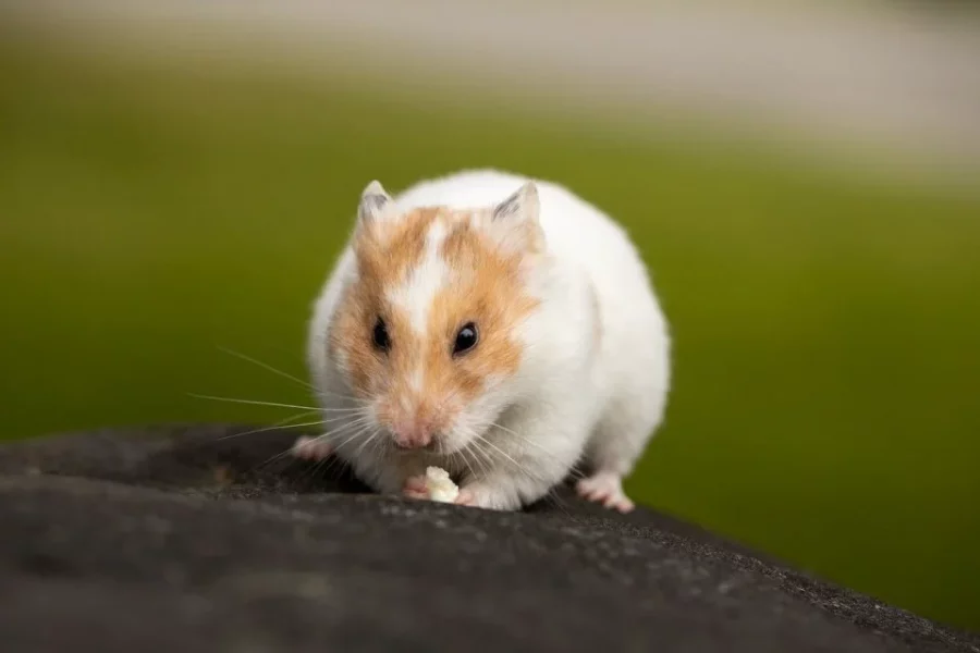 Memilih Hamster