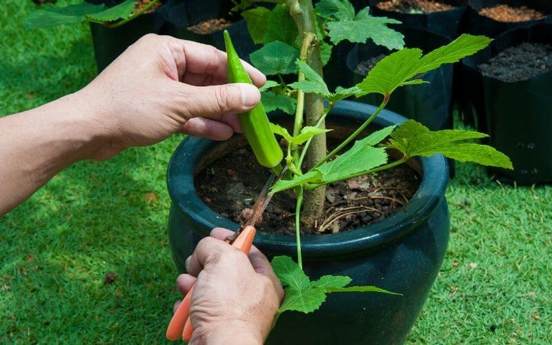 Menanam Okra