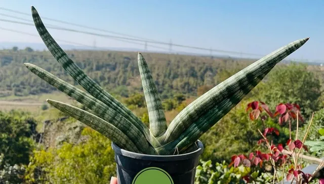 Merawat Sansevieria