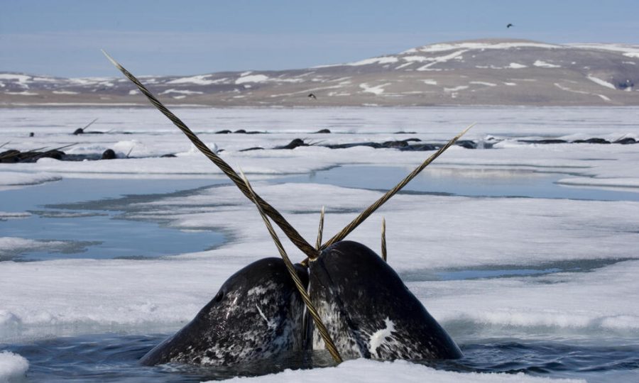 Narwhal