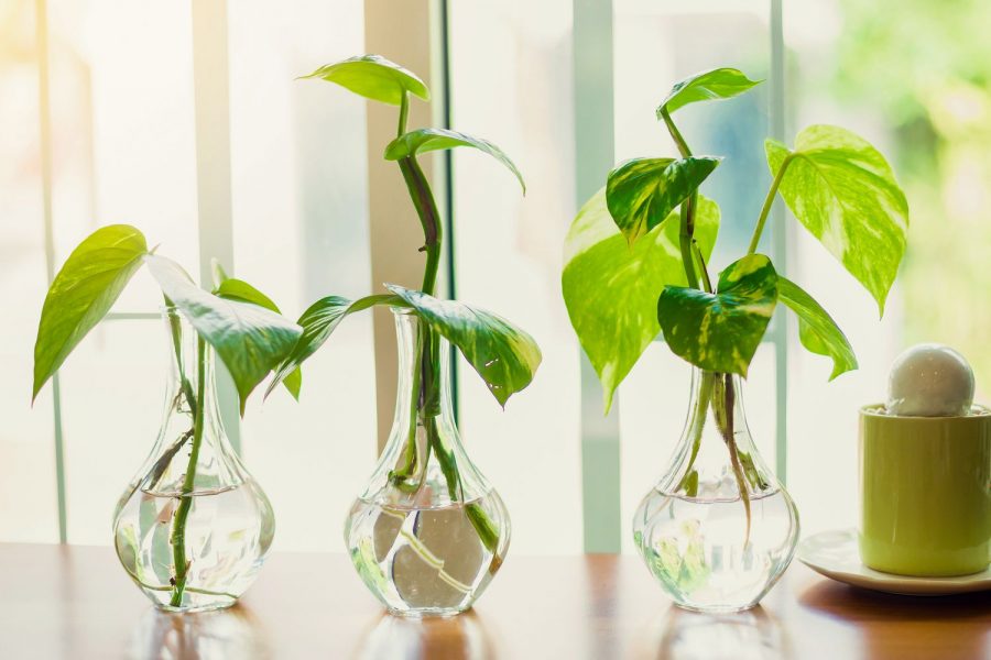 Pothos Rambat