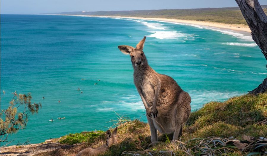 Pulau Kanguru Australia