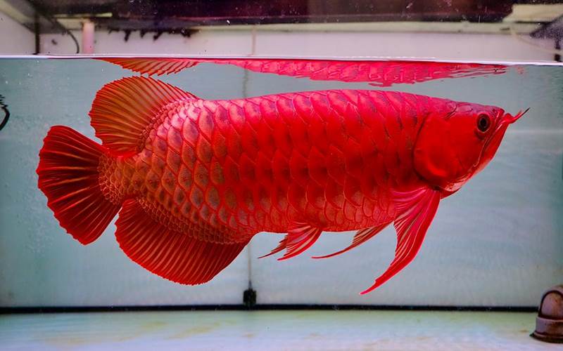 Ikan Arwana Asia