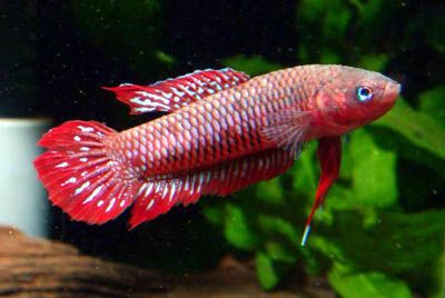 Ikan Betta Wild